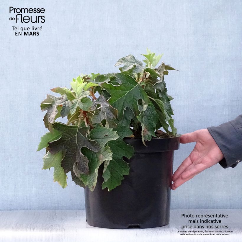 Spécimen de Hydrangea quercifolia Jetstream - Hortensia à feuilles de chêne Pot de 6L/7L tel que livré au printemps