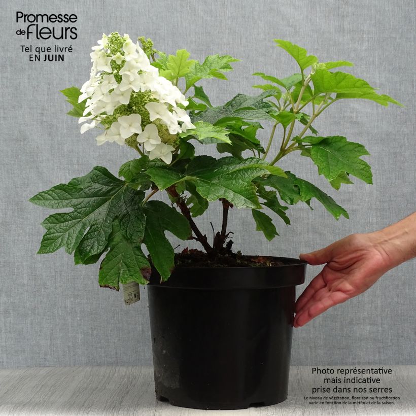 Spécimen de Hydrangea quercifolia Jetstream - Hortensia à feuilles de chêne Pot de 6L/7L tel que livré en été
