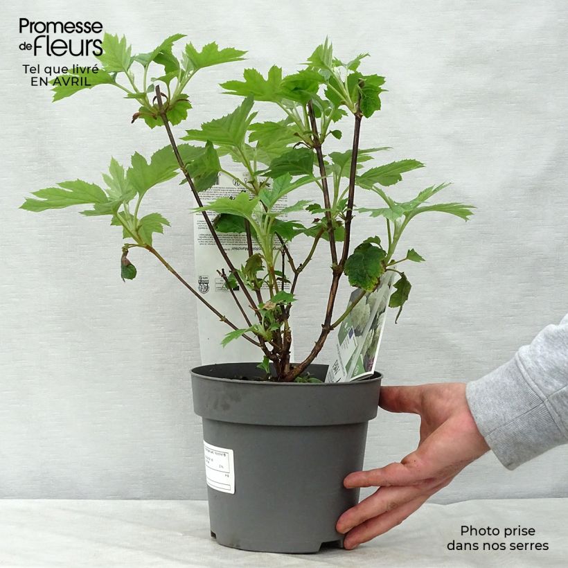 Spécimen de Hydrangea quercifolia Munchkin  - Hortensia à feuilles de chêne Pot de 2L/3L tel que livré au printemps