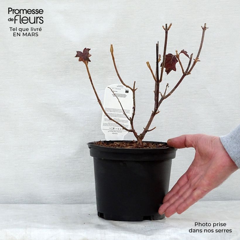 Spécimen de Hydrangea quercifolia Ruby Slippers - Hortensia à feuilles de chêne Pot de 3L/4L tel que livré au printemps