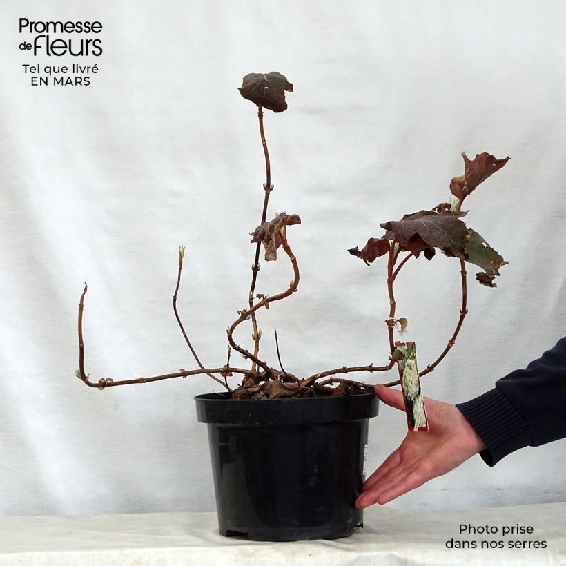 Example of Hydrangea quercifolia Snow Queen - Hortensia à feuilles de chêne Pot de 4L/5L as you get in printemps