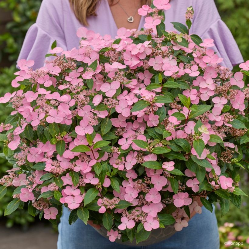 Hortensia - Hydrangea scandens First Love (Floraison)
