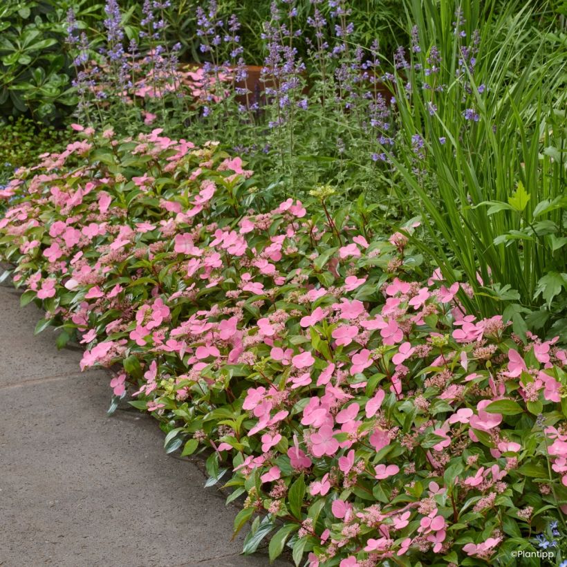 Hortensia - Hydrangea scandens First Love (Port)