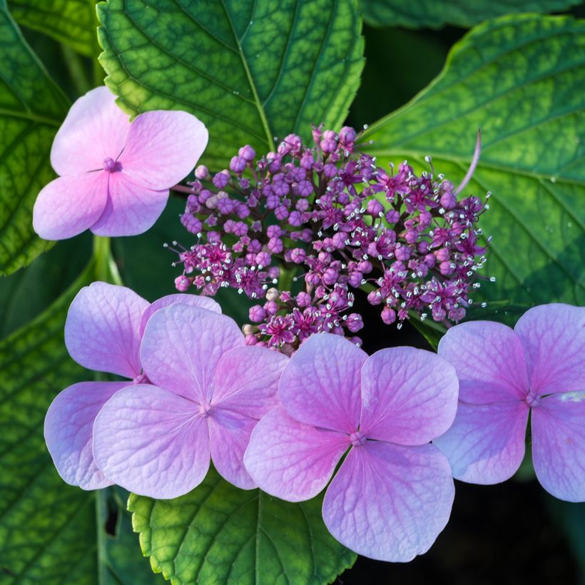 Hortensia - Hydrangea serrata Avelroz (Floraison)