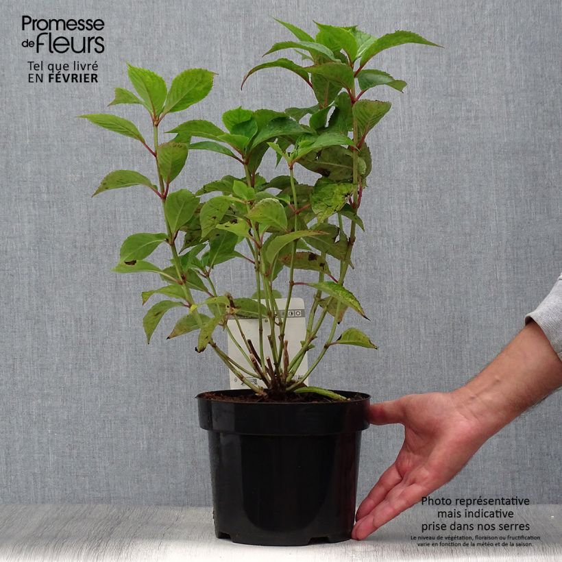 Spécimen de Hortensia - Hydrangea serrata Avelroz Pot de 2L/3L, Buisson, 5/6 branches tel que livré en automne
