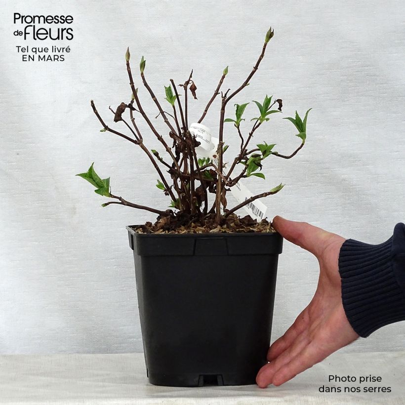 Spécimen de Hortensia - Hydrangea serrata Blue Deckle Pot de 2L/3L tel que livré au printemps