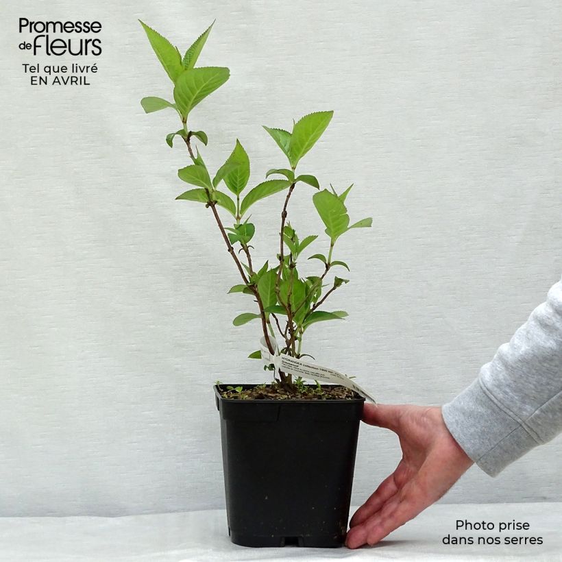 Spécimen de Hortensia - Hydrangea serrata Grayswood Pot de 2L/3L tel que livré au printemps