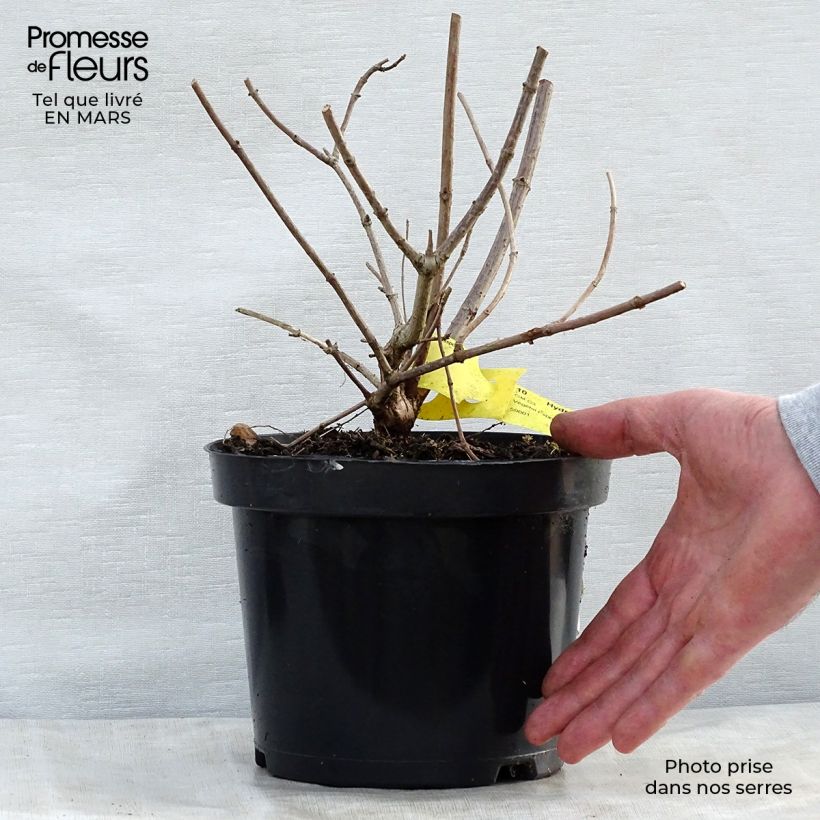 Spécimen de Hortensia - Hydrangea paniculata Pink Diamond Pot de 2L/3L tel que livré au printemps