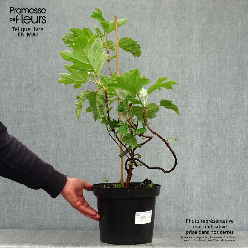 Spécimen de Hydrangea quercifolia - Hortensia à feuilles de chêne Pot de 7,5L/10L tel que livré au printemps