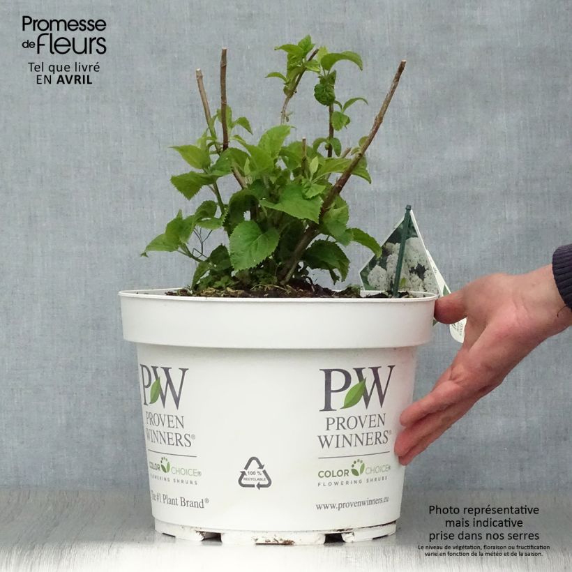Spécimen de Hortensia arborescens BellaRagazza Blanchetta Pot de 7,5L/10L tel que livré au printemps