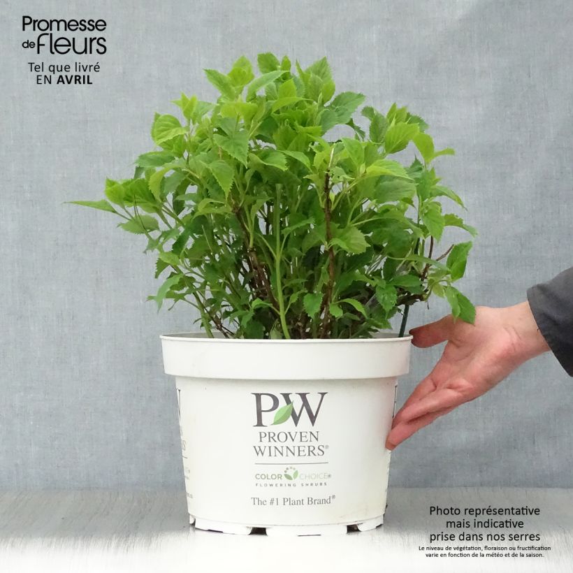 Example of Hortensia arborescens BellaRagazza Limetta Pot de 4L/5L as you get in printemps