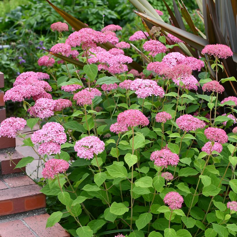 Hortensia arborescens Pink Annabelle ou Invincibelle (Port)