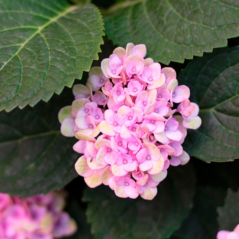 Hortensia arborescens Sweet Annabelle (Feuillage)