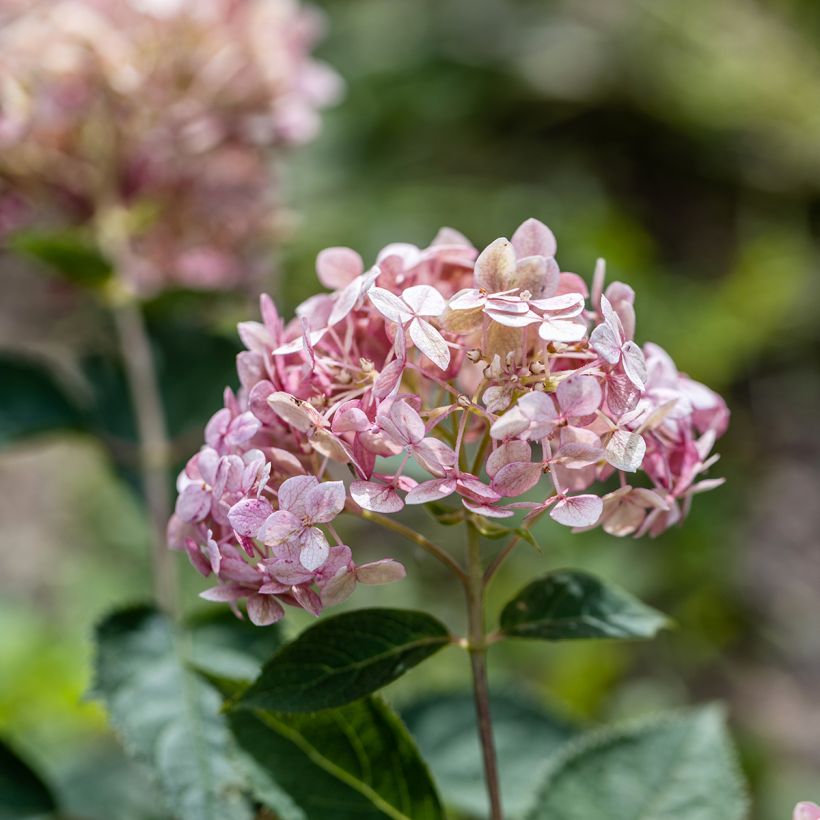 Hortensia arborescens Sweet Annabelle (Floraison)