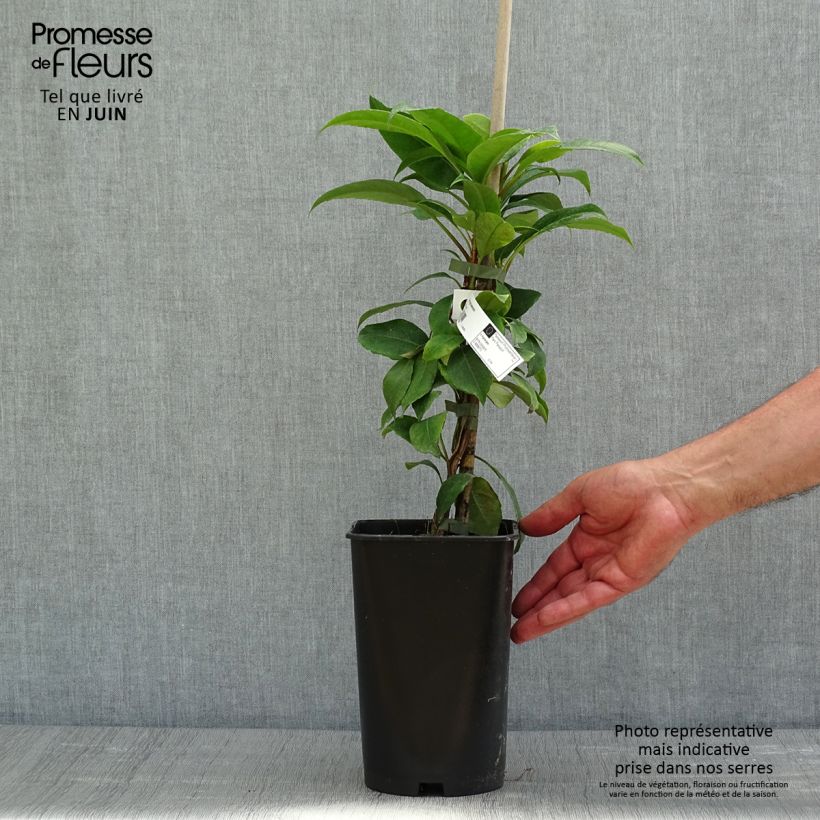 Example of Hortensia grimpant - Hydrangea seemanii Pot de 2L/3L as you get in printemps