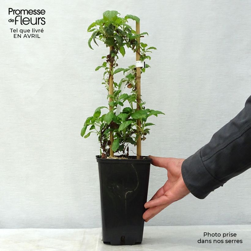 Example of Hortensia grimpant - Hydrangea petiolaris Winter Surprise Pot de 2L/3L as you get in printemps