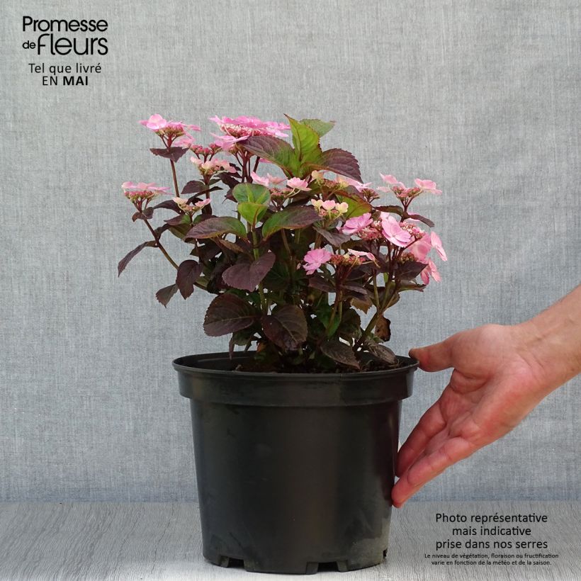 Spécimen de Hortensia hybride - Hydrangea Daredevil Pot de 3L/4L tel que livré au printemps