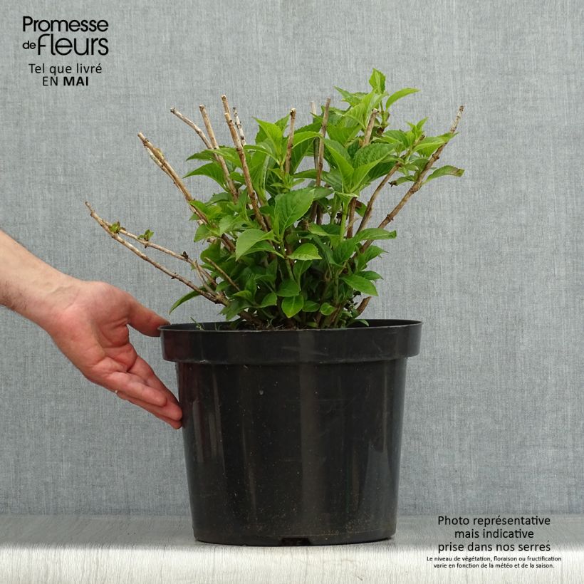 Spécimen de Hortensia macrophylla Alpenglühen Pot de 7,5L/10L tel que livré au printemps