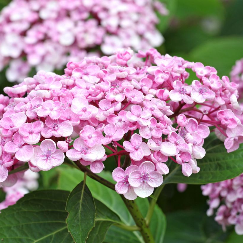 Hortensia macrophylla Ayesha (Floraison)