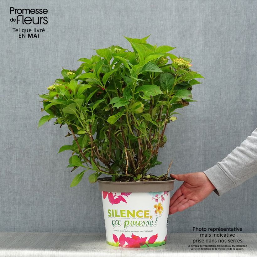 Spécimen de Hortensia macrophylla Eughen Hahn Pot de 7,5L/10L tel que livré au printemps
