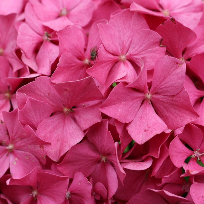Hortensia macrophylla King George V (Floraison)