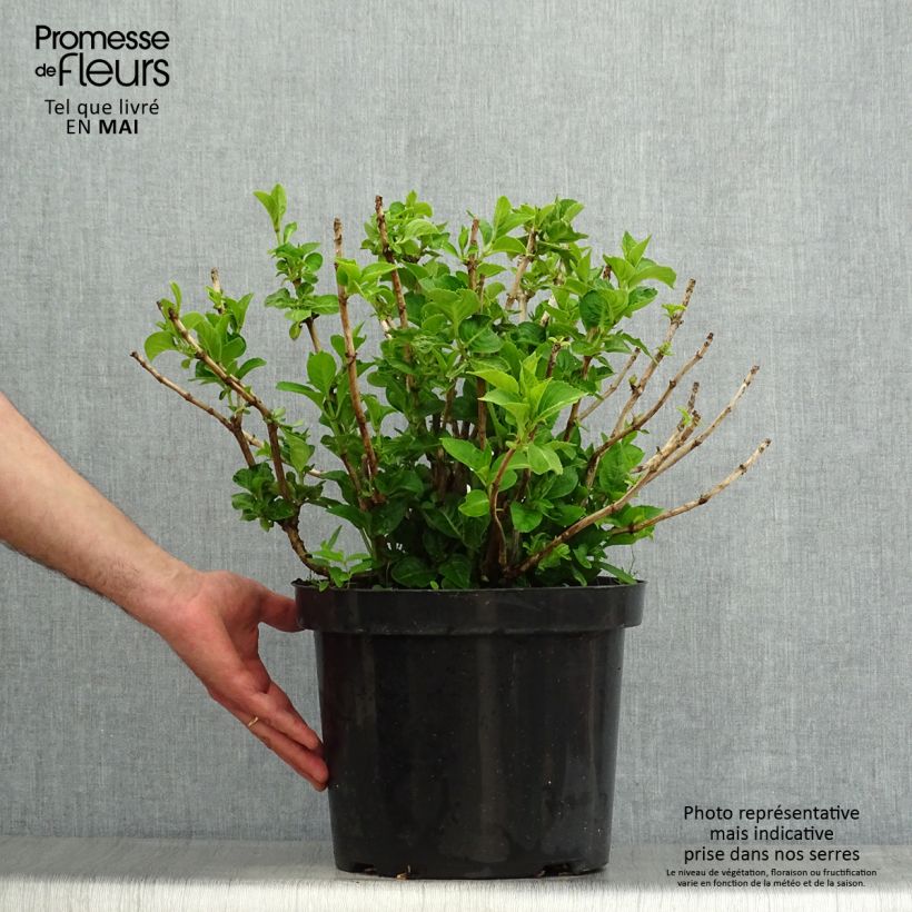 Spécimen de Hortensia macrophylla King George V Pot de 7,5L/10L tel que livré au printemps