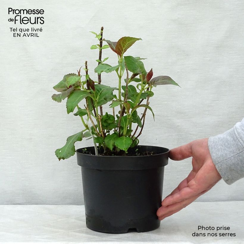 Spécimen de Hortensia - Hydrangea macrophylla Miss Saori Pot de 2L/3L tel que livré au printemps