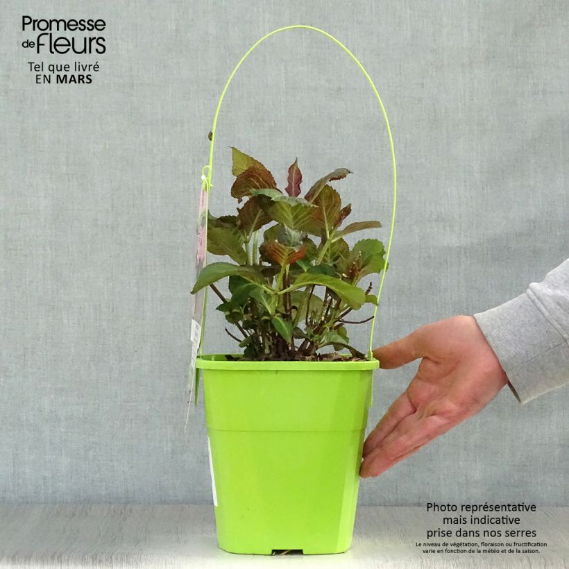 Spécimen de Hortensia - Hydrangea macrophylla Miss Saori Pot de 4L/5L tel que livré au printemps