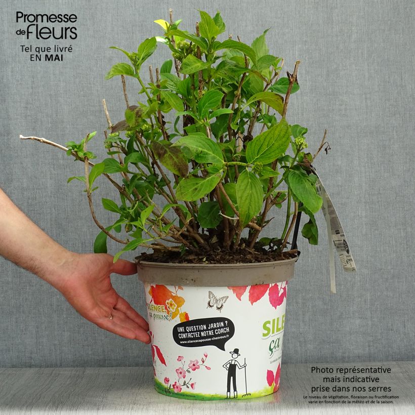 Spécimen de Hortensia macrophylla Stellar Bleu Pot de 7,5L/10L tel que livré au printemps