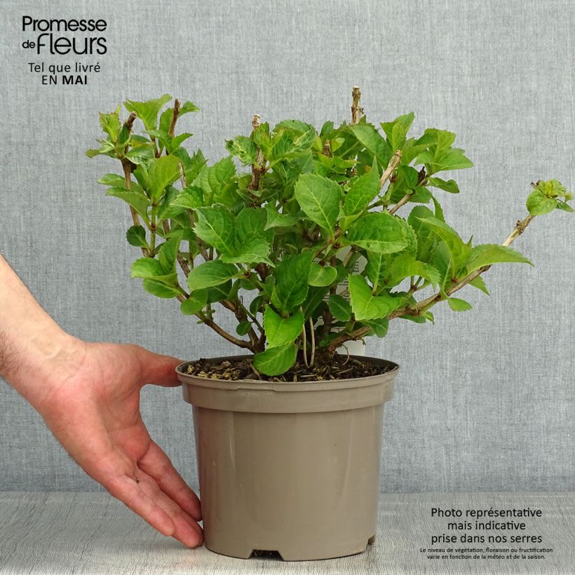 Spécimen de Hortensia macrophylla Teller Red Pot de 2L/3L tel que livré au printemps