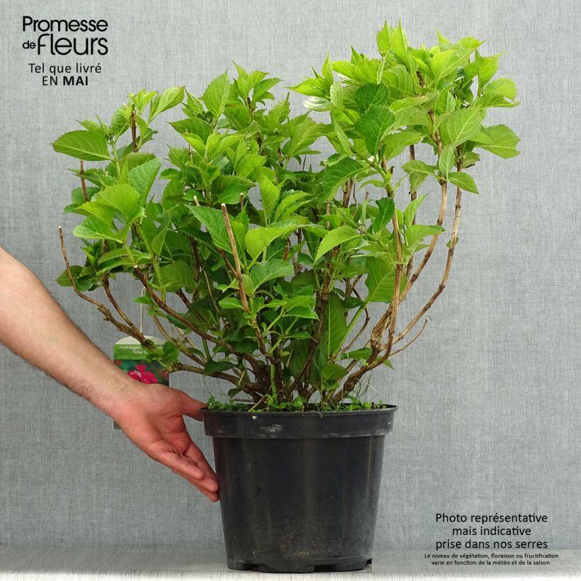 Spécimen de Hortensia macrophylla Teller Red Pot de 7,5L/10L tel que livré au printemps