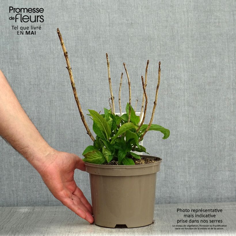 Spécimen de Hortensia macrophylla White Wave Pot de 2L/3L tel que livré au printemps