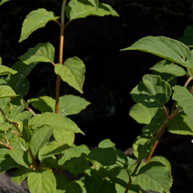 Hortensia  - Hydrangea paniculata Burgondy Lace (Feuillage)