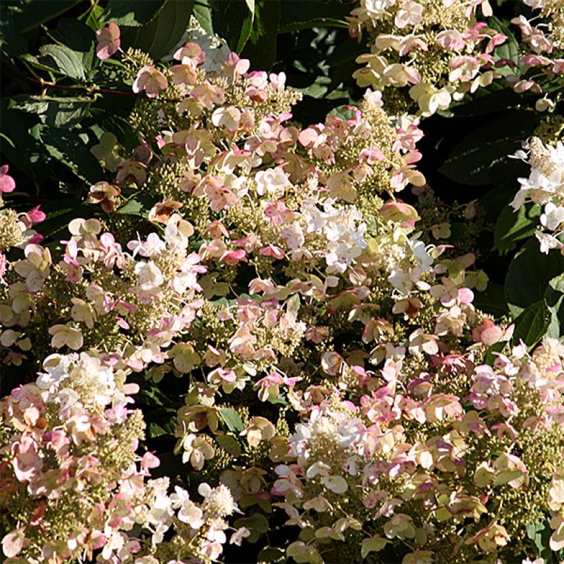 Hortensia  - Hydrangea paniculata Burgondy Lace (Floraison)