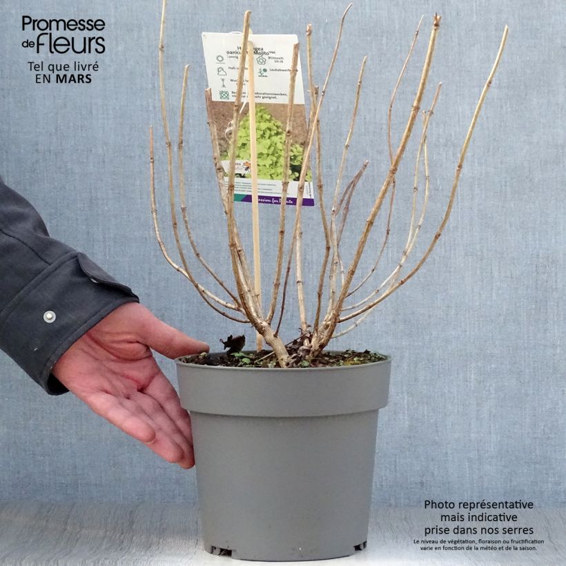 Spécimen de Hydrangea paniculata Mojito - Hortensia paniculé Pot de 3L/4L tel que livré au printemps