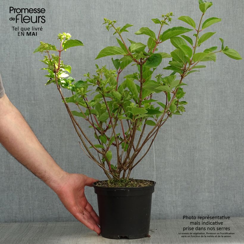 Spécimen de Hydrangea paniculata Dharuma - Hortensia paniculé Pot de 2L/3L tel que livré au printemps