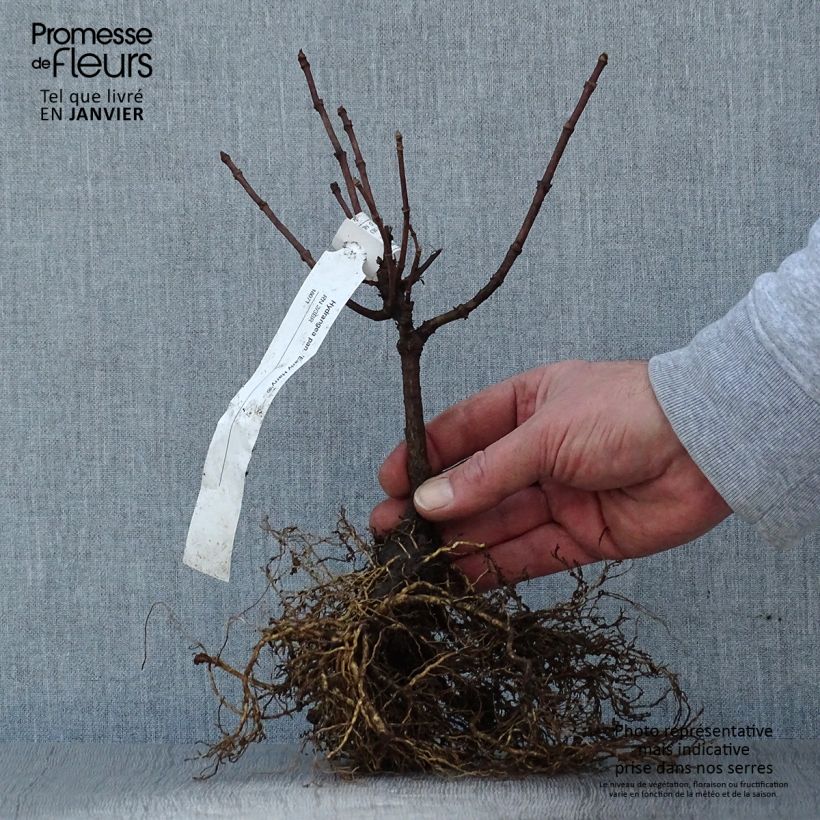 Spécimen de Hydrangea paniculata Early Harry- Hortensia paniculé Racines nues tel que livré en hiver