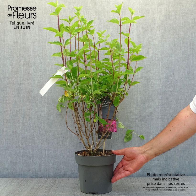 Spécimen de Hydrangea paniculata Living Pinky Promise - Hortensia paniculé Pot de 2L/3L tel que livré en été