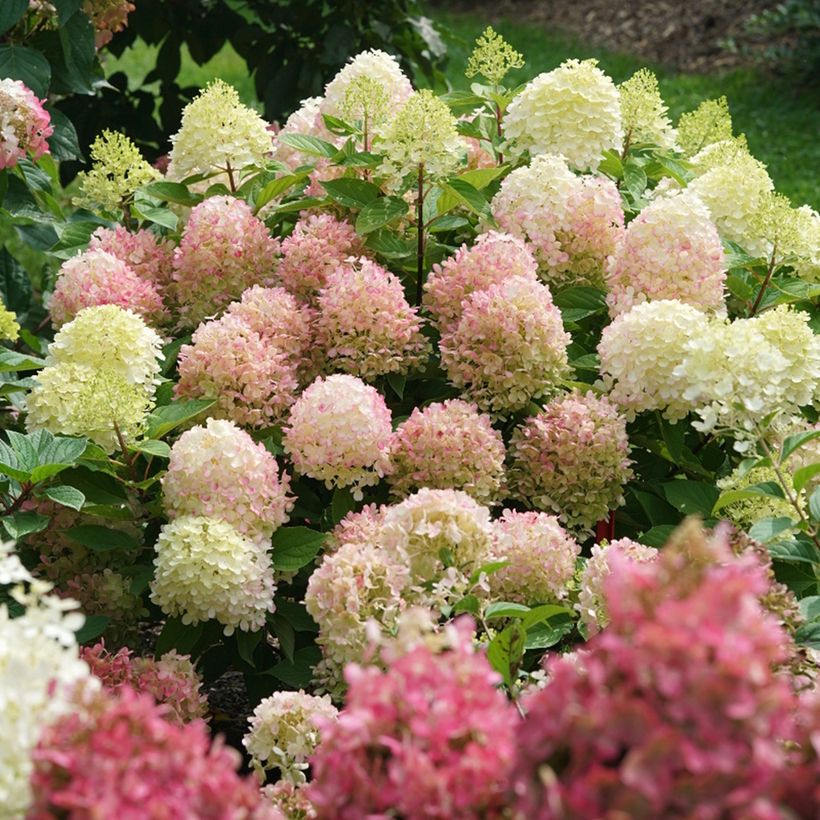 Hydrangea paniculata Fire Light - Hortensia paniculé (Port)