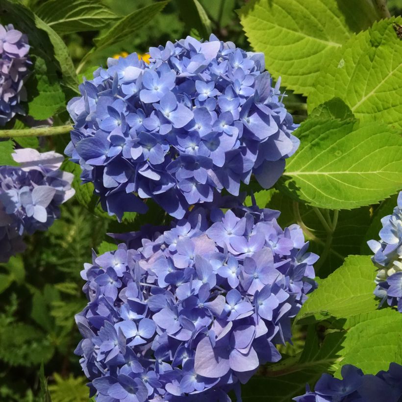 Hortensia - Hydrangea macrophylla Endless Summer The Original (bleu) (Floraison)