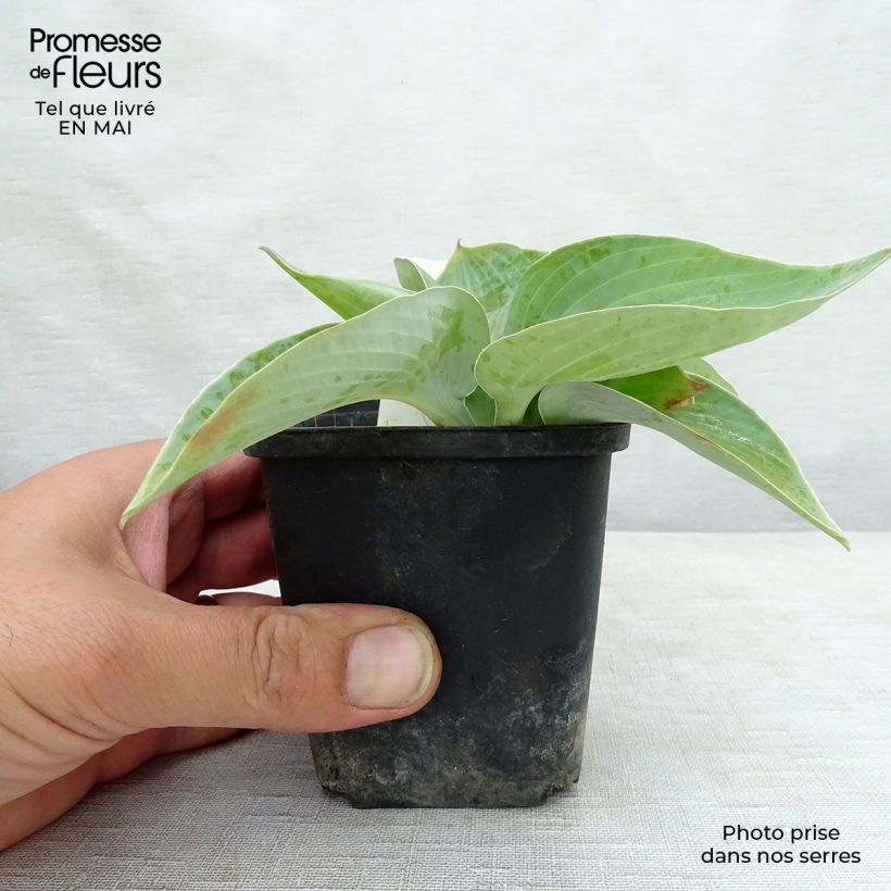 Example of Hosta Abiqua Ariel Godet de 8/9 cm as you get in printemps