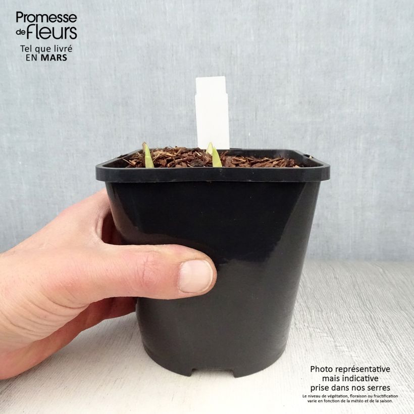 Spécimen de Hosta Adorable Pot de 1,5L/2L tel que livré au printemps