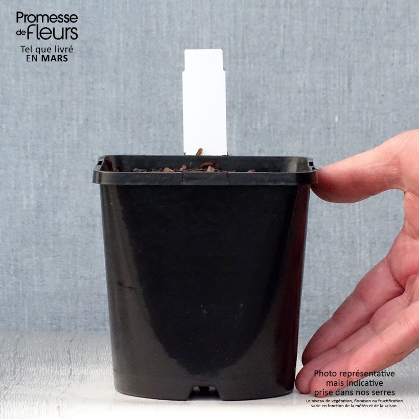 Spécimen de Hosta Autumn Frost Pot de 1,5L/2L tel que livré au printemps