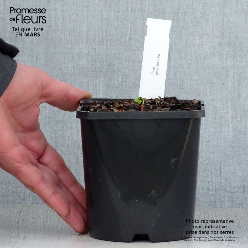Spécimen de Hosta Beach Boy Pot de 1,5L/2L tel que livré au printemps