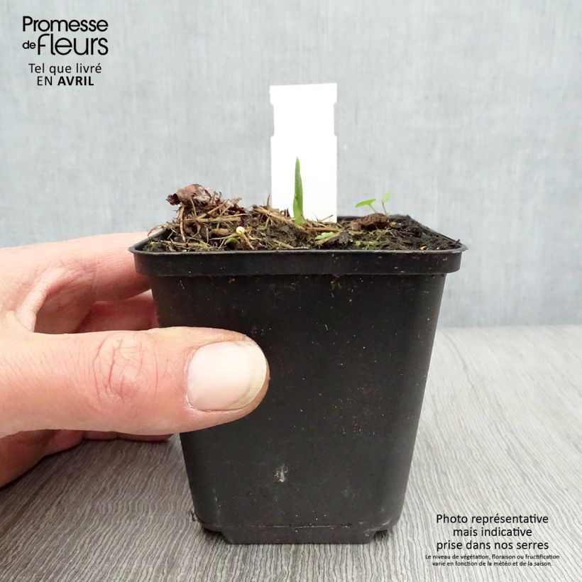 Example of Hosta Big Daddy Godet de 8/9 cm as you get in printemps