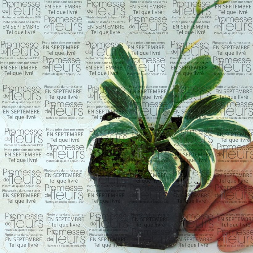 Exemple de spécimen de Hosta Blue Ivory - Hosta moyen bleu et ivoire Godet de 8/9 cm tel que livré