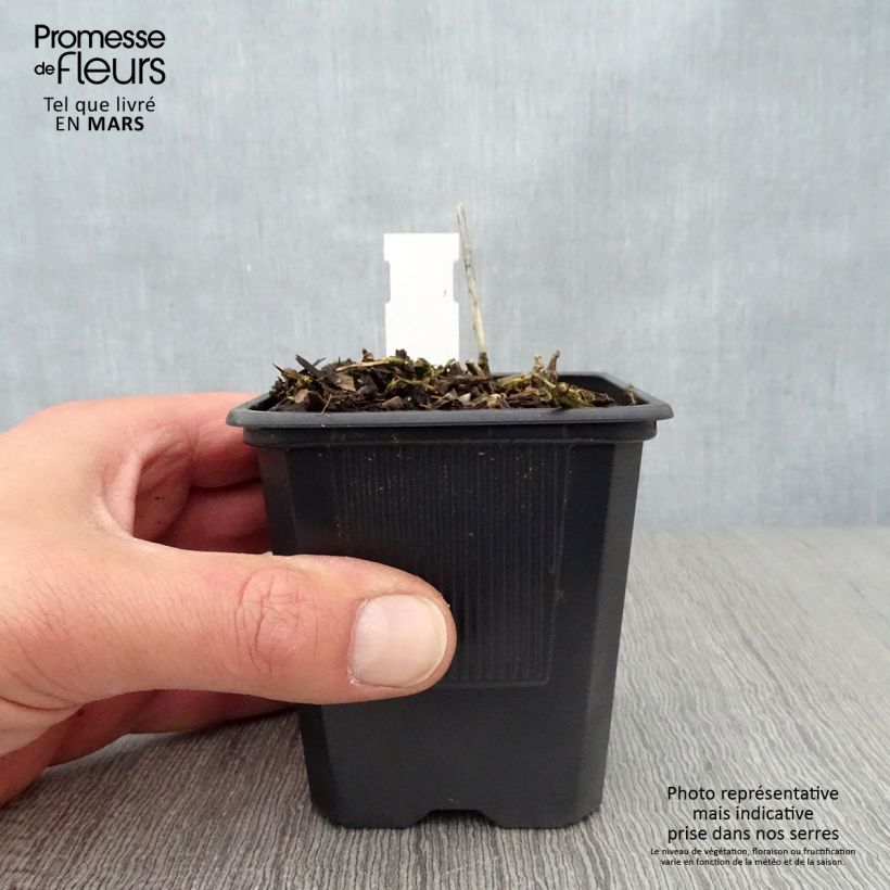 Example of Hosta Bressingham Blue Godet de 8/9 cm as you get in printemps