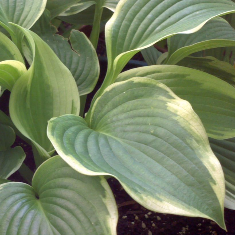 Hosta Bridal Falls (Feuillage)