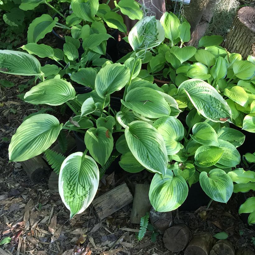 Hosta Bridal Falls (Port)