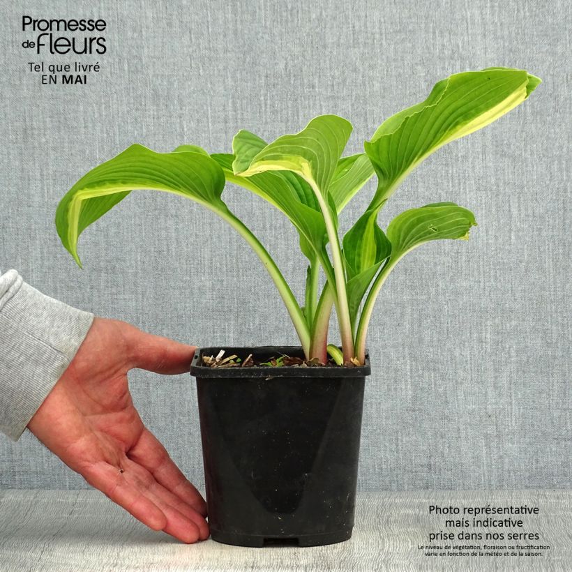 Spécimen de Hosta Broad Street Pot de 1,5L/2L tel que livré au printemps